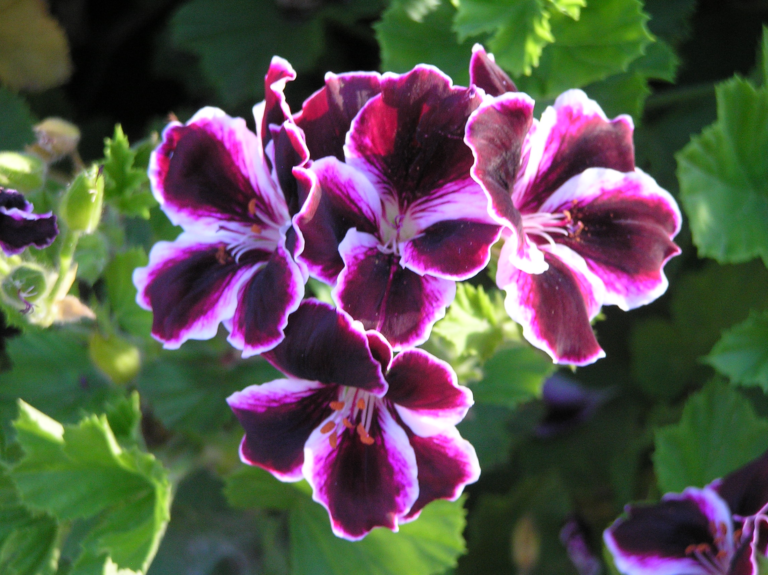 purple and white flowers against green leaves