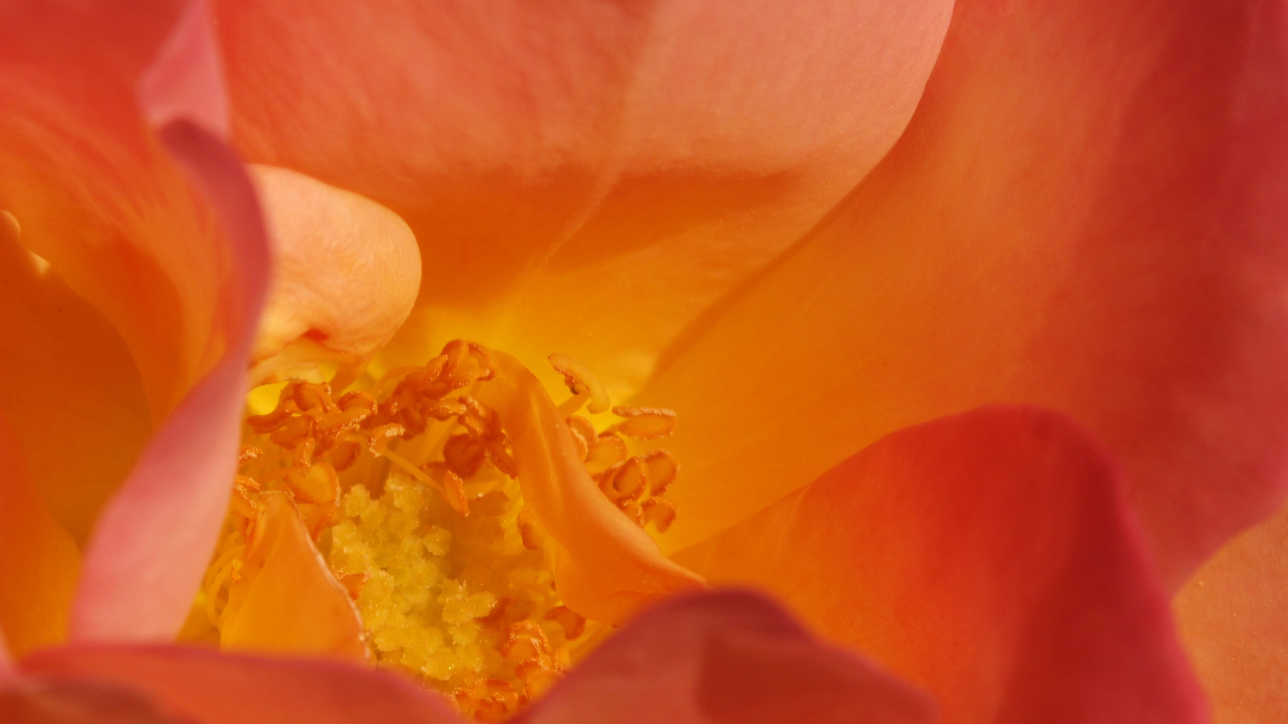 closeup of a rose